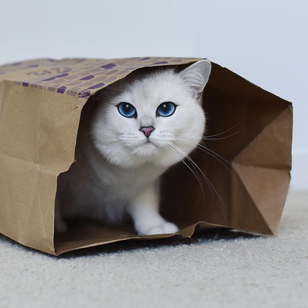 A világ 10 legszebb macskája: Coby, a kék szemű cica