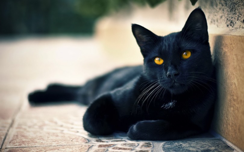 A világ 10 legszebb macskája: mini fekete párduc