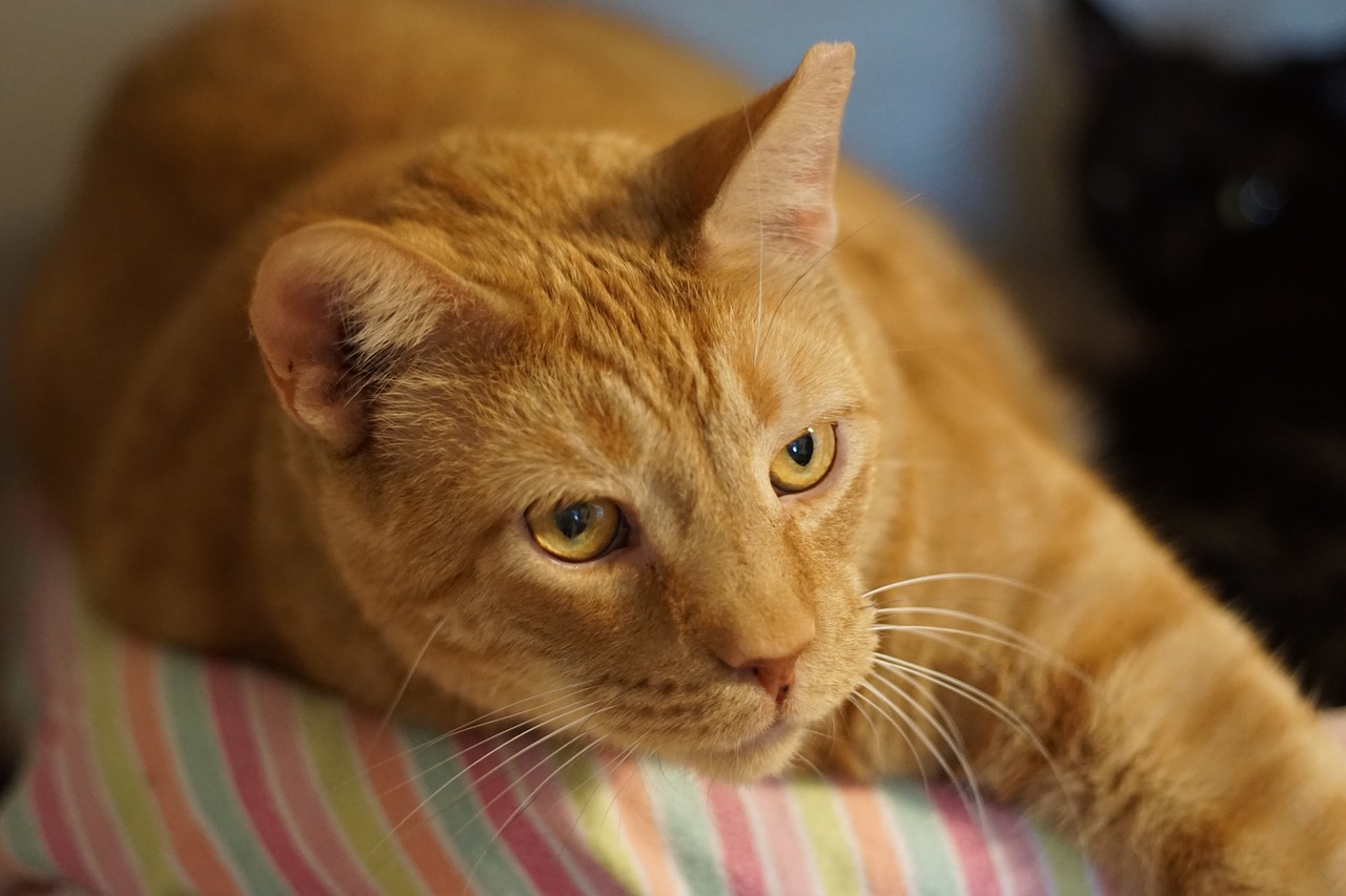 A világ 10 legszebb macskája: vörös cica